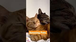 Top 5Amazing Pets #viralpet #love #respect