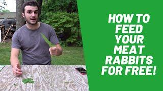 Feeding Meat Rabbits Pt. 3: Natural Rabbit Foods