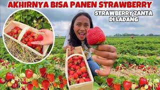 PANEN STRAWBERRY PERDANA TAHUN 2024 DI LADANG