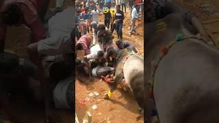 JalliKattu 2023 | Nuthugunta Palli | Dangerous Incident  #jallikattu2023 #jallikattu#incident