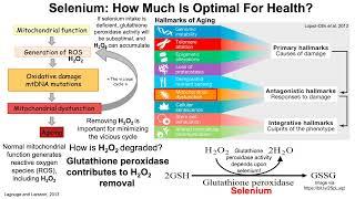 Selenium: How Much Is Optimal For Health?