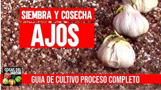 How to grow garlic at home [en español]