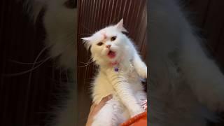 Bhot galat kiya rani  ne  #ashortaday #tranding #minivlog #cat #viralshort