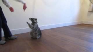 Melanie Raccoon dancing and twirling part 1