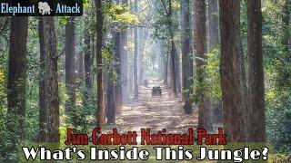 What's Inside This Jungle | Elephant Attack | Jim Corbett National Park