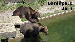 Bears in Bärengraben, Bern