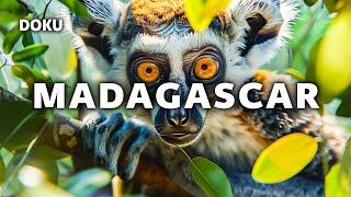 Madagascar (Tierdoku, Natur Doku, Tierdokumentation Deutsch, Madagaskar Doku, Tier Doku HD)