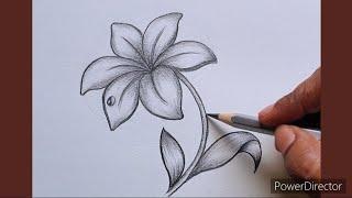 How To Draw A Lily Flower Drawing Step By Step Tutorial | Flower drawing for beginners