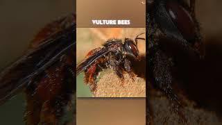 How Vulture Bees Make Honey.....#shorts #viral #bees #animals #reels #facts #fact #latest