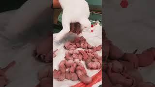 Rabbit giving birth 18 baby bunnies #rabbit #shortsfeed #tranding #bunny #viralshort