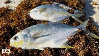 These were the WORST SURF FISHING conditions POSSIBLE. Sargassum! Fl, Panhandle.