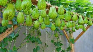 Watch Our Chayote Planting Method Produce an Abundance of Fruit