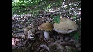 Leccinum pseudoscabrum