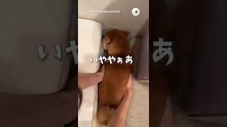 大好きなねぇねに会うまでは…｜PECO #柴犬 #赤柴 #茶柴 #柴犬のいる暮らし #shibainu #shiba  #shiba_inu