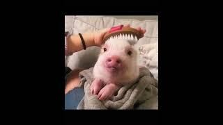 OMG this pig is so cute#pig #pet #cutepets