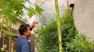 Greenhouse Protection Against Wind (and Cold) for Tropical Fruit Trees