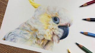 How To Draw a Bird using Coloured Pencil | Feather Tutorial