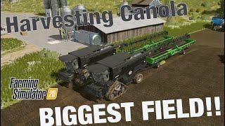 HARVEST CANOLA ON THE BIGGEST FIELD - FARMING SIMULATOR 20