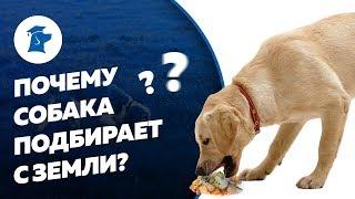 Почему собака подбирает с земли?