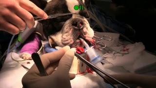 Revision of stenotic nares in a french bull dog