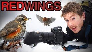 Redwings in Snow | Nikon 500PF & D850 | Wildlife Photography & Video Vlog