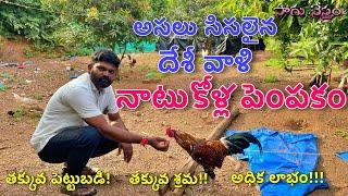 అసలైన దేశ వాళి నాటు కోళ్ల పెంపకం | Country Chicken Farm | Natukolla Pempakam | Kodi | Sagu Nestham