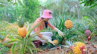 FULL 60 DAYS: Harvesting Pineapples -  Prepare Dishes From Pineapple | Thu's Country Life