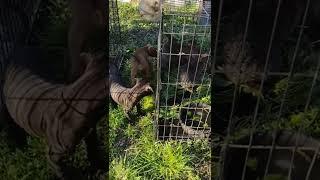 Young Pitbull puppies hunt rabbits #apbt #gamebred #like #share #subscribe #bic #kingpepperblood