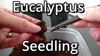 Growing Eucalyptus Regnans From Seed
