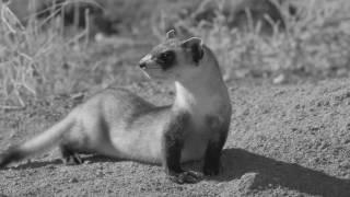 Conservation Connect: Black Footed-Ferrets