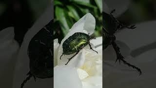 Золотистая бронзовка жук #russia #россия #макро #macro #Золотистаябронзовка #жук #пион #насекомые