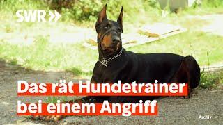 Touristen in der Südpfalz von Dobermann angegriffen | Zur Sache! Rheinland-Pfalz