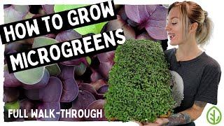 How to Grow Microgreens | Red Acre Cabbage Microgreens | Full Tutorial | Soilless | Hydroponics