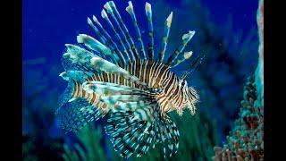 MESMERIZING LIONFISH  / PTEROIS