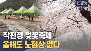 노점상 없는 벚꽃축제..관공서가 부지 선점 (2024.03.19/뉴스데스크/울산MBC)