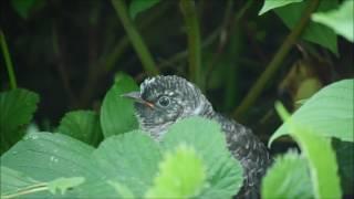 Cuckoo and Reed Warblers