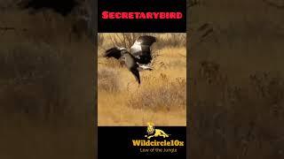 Secretarybird #animals #birds#short #youtubeshorts #wildcircle10x