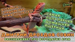 БОРОДАТАЯ АГАМА - САМАЯ ПОПУЛЯРНАЯ ДОМАШНЯЯ ЯЩЕРИЦА