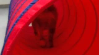 Corben the Puppy Learns to use the Agility Tunnel