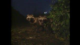 Raccoon dog  タヌキ Nyctereutes procyonoides