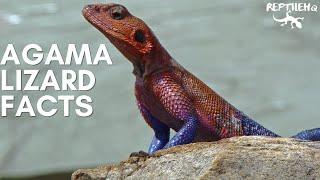 Fascinating Agama Lizard Facts