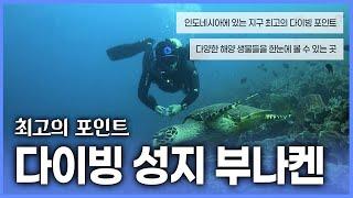 지구 최고의 다이빙 포인트 부나켄, 인도네시아 여행 필수 코스! 아름다운 광경과 화려한 해양생물들을 보러 떠나요!