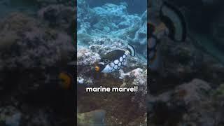 Clown Tiggerfish - #BalistoidesConspicillum #ClownTiggerfish #MarineLife #UnderwaterWorld