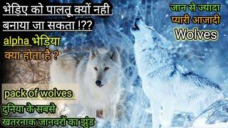 भेड़ियों को पालतू क्यों नही बनाया जा सकता !? why you cannot tame a wolf!?