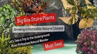 Big Box Store Plants Growing In Natural Environment Phiippine's Underground River Tour Houseplants