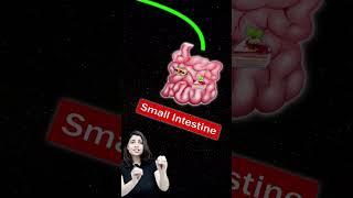 Calcium Level in Blood Explained by Ritu Rattewal #neetbiology #neet2024 #neet #neetbiologytricks