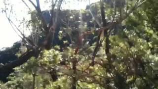 Blue Mountains