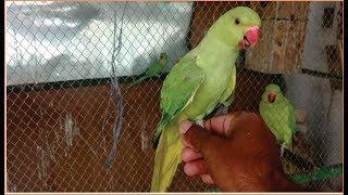 How to train Ringneck parrot to talk | Parrot ko Bolna Sekhana in urdu hindi tips!