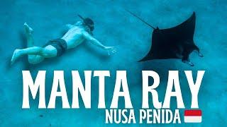 Snorkeling with Manta Rays & Wild Dolphins in Nusa Penida Bali  Indonesia Travel Vlog