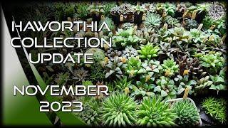 Haworthia Collection Update Tour | November 2023 | #Cactus & #Succulent Collection